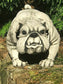 Pies Bulldog figura betonowa